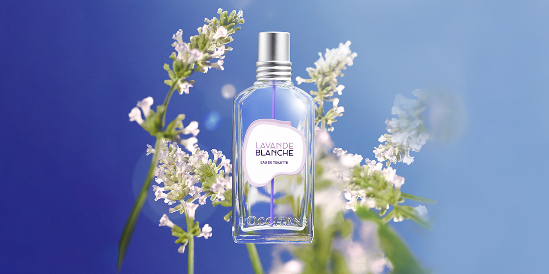 純白のラベンダー、咲いた。心が洗われるような、初めての香りを。
